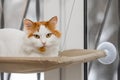 white cat lies in a hanging bed