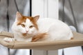 white cat lies in a hanging bed.