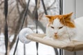 white cat lies in a hanging bed.