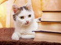 The white cat lies near the stack of the book. Visiting the library. The best libraries of the world_ Royalty Free Stock Photo