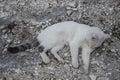 White cat lies on the stones. Royalty Free Stock Photo