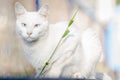 White cat with light blue eyes