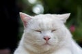 White cat look sleepy Royalty Free Stock Photo