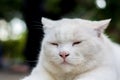White cat look sleepy Royalty Free Stock Photo