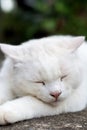 White cat look sleepy Royalty Free Stock Photo