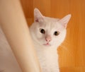 White cat looking at the camera Royalty Free Stock Photo