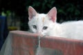 White cat looking at the camera Royalty Free Stock Photo