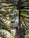 White cat looking curious sitting on christmas tree Royalty Free Stock Photo