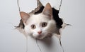 White cat looking out from crack in a wall, white background Royalty Free Stock Photo