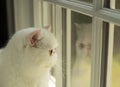 White cat looking out of the window