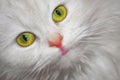White cat looking at you Royalty Free Stock Photo