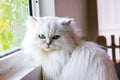 White cat looking at you Royalty Free Stock Photo