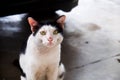 A white cat looking at you Royalty Free Stock Photo