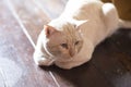 White cat looking at you Royalty Free Stock Photo
