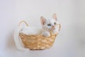 A white cat looks up thoughtfully while lying in a basket on a white background Royalty Free Stock Photo