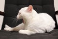 White cat lying on a black chair