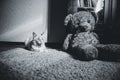 White cat lying on a carpet in square of light with teddy bear and a bookcase and yawning, black and white