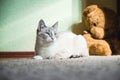 White cat lying on a carpet with teddy bear on the background looking to the light Royalty Free Stock Photo
