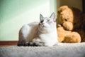 White cat lying on a carpet with teddy bear on the background looking to the side up Royalty Free Stock Photo
