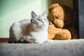 White cat lying on a carpet with teddy bear on the background looking up Royalty Free Stock Photo