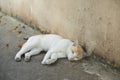 White cat lying down on ground and half looking at camera with sleepy eyes Royalty Free Stock Photo