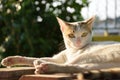 White cat lying enjoying evening sunlight Royalty Free Stock Photo