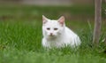 White cat lying on grass Royalty Free Stock Photo