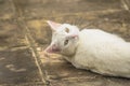 White cat lying on ground, with green eyes, looking back at camera Royalty Free Stock Photo