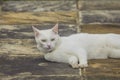 White cat lying on ground, with green eyes, looking at camera Royalty Free Stock Photo