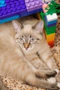 White cat lying in a toy house