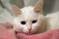 White cat is lying on the wooden floor. Turkish angora. Van cat with blue and green eyes. Adorable pets, heterochromia Royalty Free Stock Photo