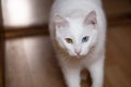 White cat with mismatched eyes