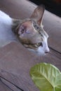 White cat mixed with green leaves Royalty Free Stock Photo