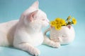 A white cat with mother-and-stepmother flowers in a white cat-shaped cup on a blue background. Good cozy morning.