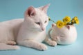 A white cat with mother-and-stepmother flowers in a white cat-shaped cup on a blue background. Good cozy morning.