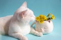 A white cat with mother-and-stepmother flowers in a white cat-shaped cup on a blue background. Good cozy morning.