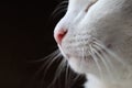 white cat mouth and nose