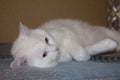White cat Murzik Royalty Free Stock Photo