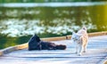 White cat in nature playing with a black cat in nature by the water Royalty Free Stock Photo