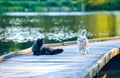 White cat in nature playing with a black cat in nature by the water Royalty Free Stock Photo