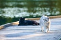 White cat in nature playing with a black cat in nature by the water Royalty Free Stock Photo