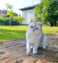 White cat in nature playing with a black cat in nature by the water Royalty Free Stock Photo