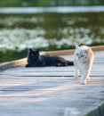 White cat in nature playing with a black cat in nature by the water Royalty Free Stock Photo