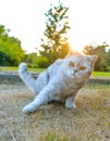 White cat in nature playing with a black cat in nature by the water Royalty Free Stock Photo