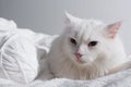 white cat near tangled ball of