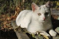 White cat on an old peeling park bench under a tree