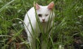 white cat with one eye on the walk Royalty Free Stock Photo