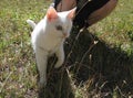 white cat with one eye on the walk Royalty Free Stock Photo