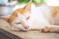 White Cat Orange lying on a wooden table Royalty Free Stock Photo