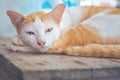White Cat Orange lying on a wooden table and turned to look at t